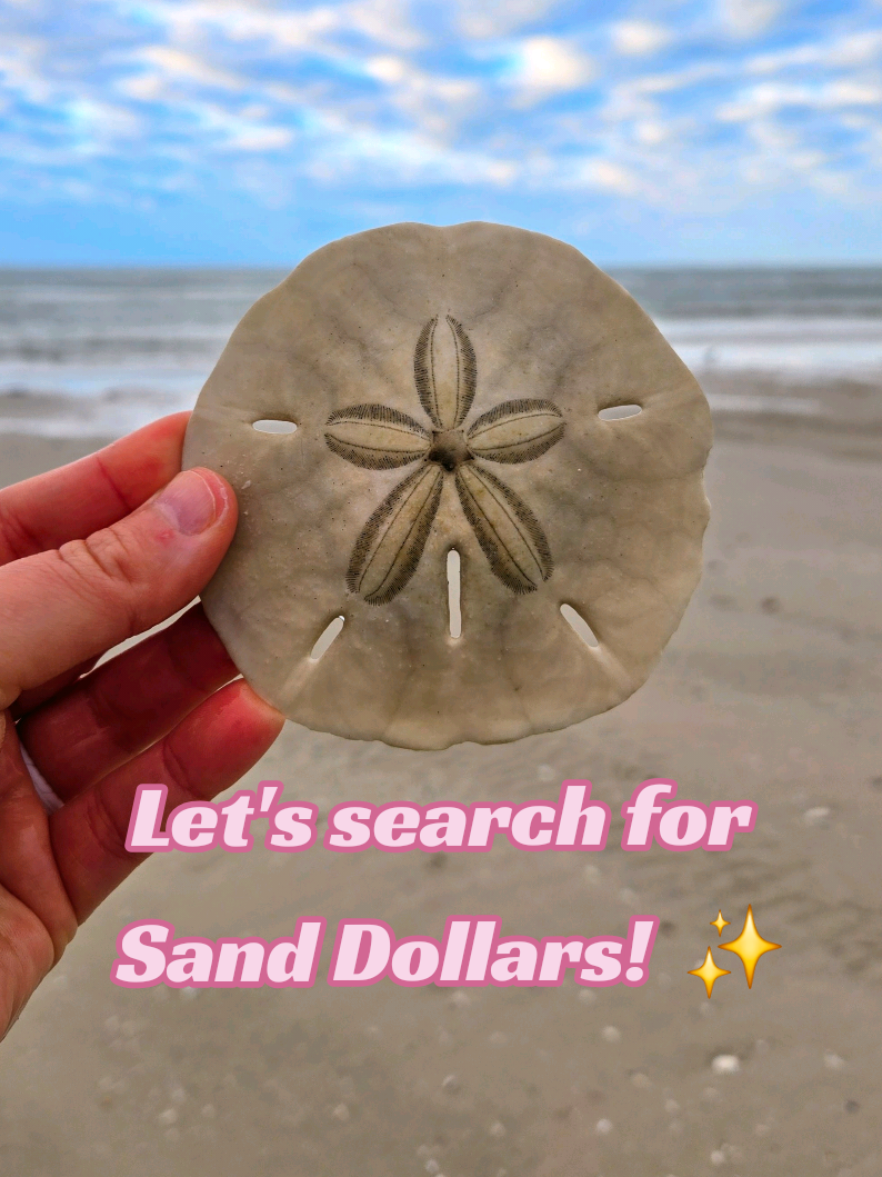 @The Seashell Mermaid ๐
