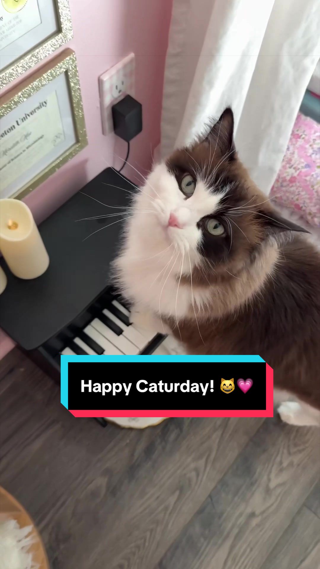 @Meredith Ragdoll Cat