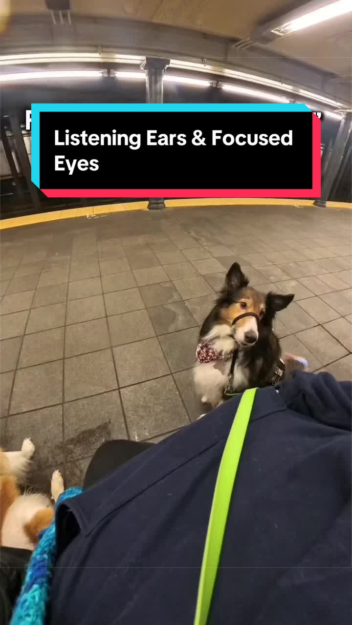 @Dakota & Pups