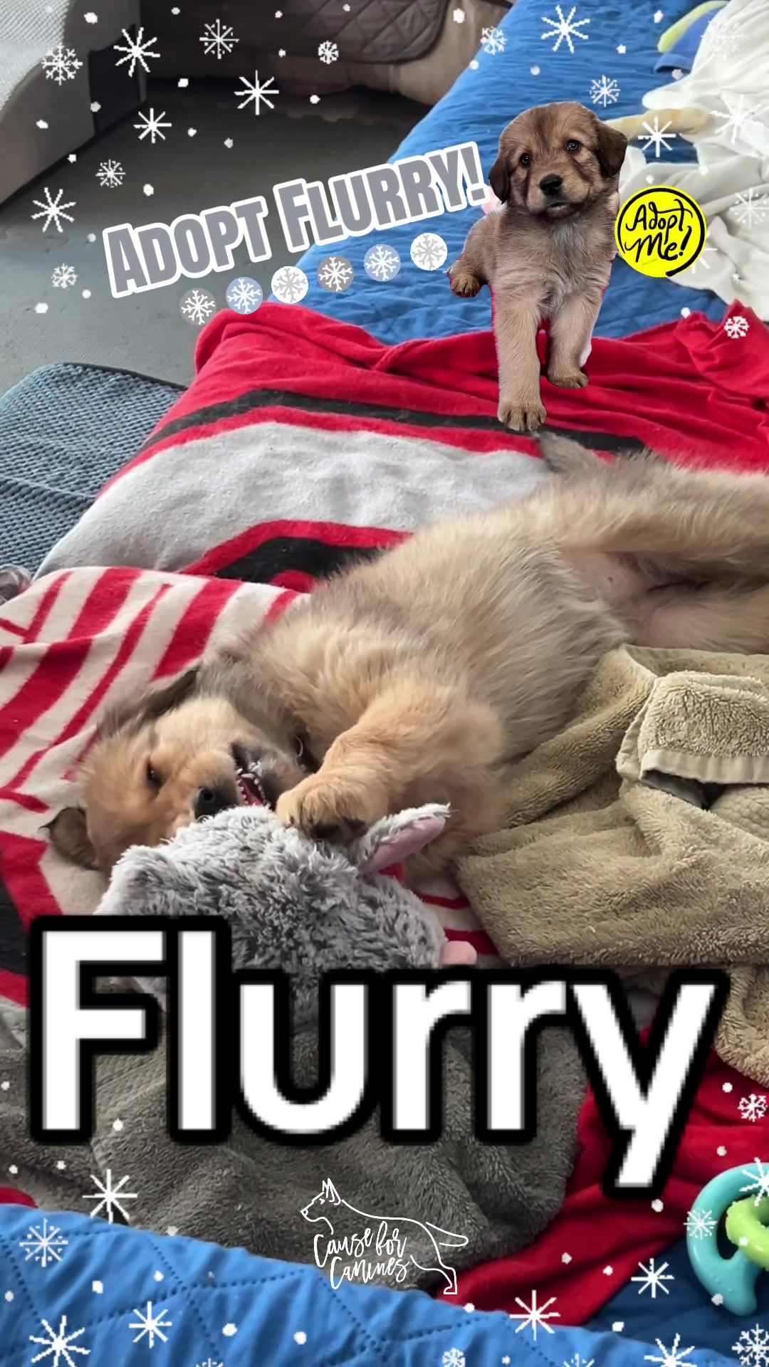 @causeforcaninesrescue