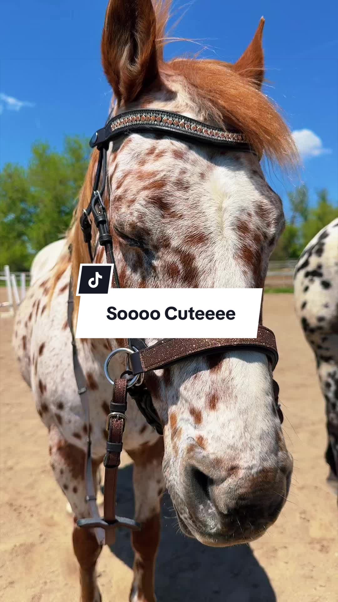 @Free Spirit Equestrian