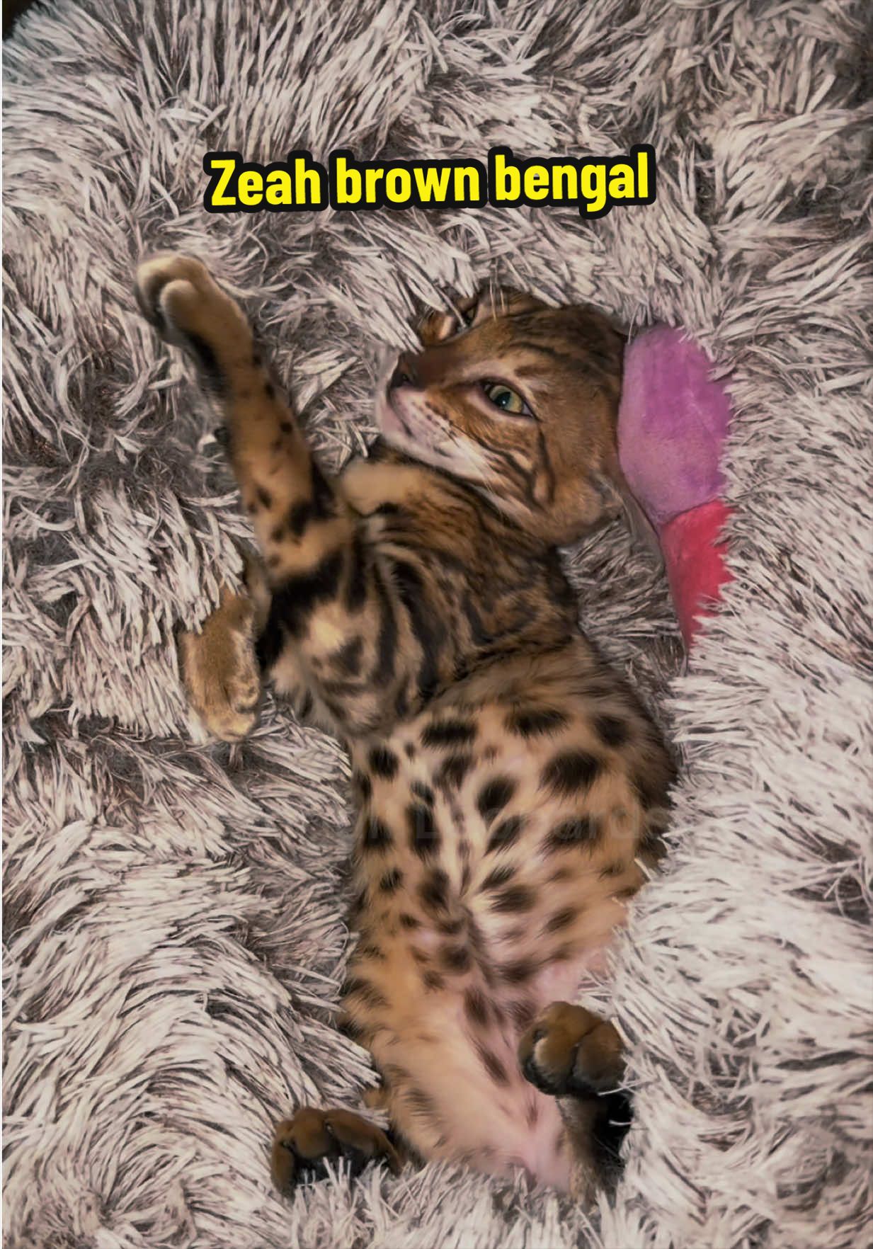 @ＢＥＮＧＡＬ&Iacute;&emsp;ＬＥＯＰＡＲＤＳ