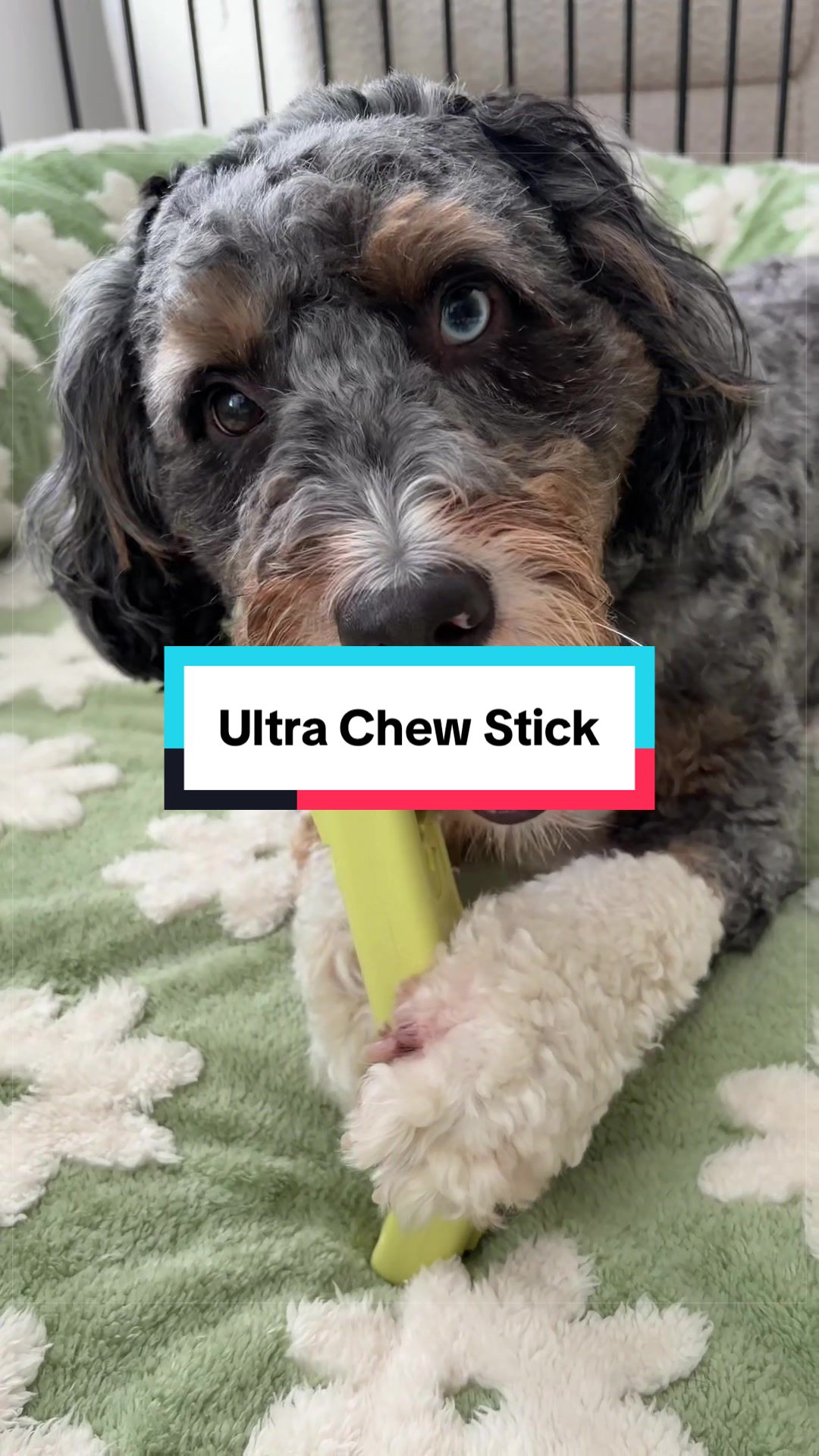 @Archie The Bernedoodle