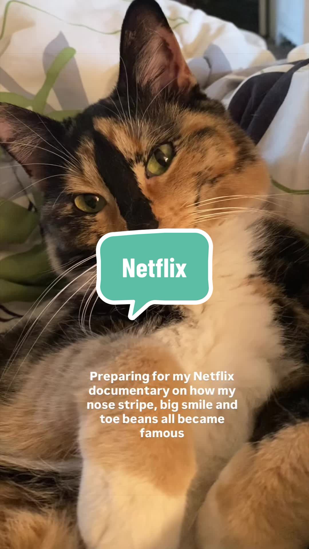 @SnickersTheSmilingCat