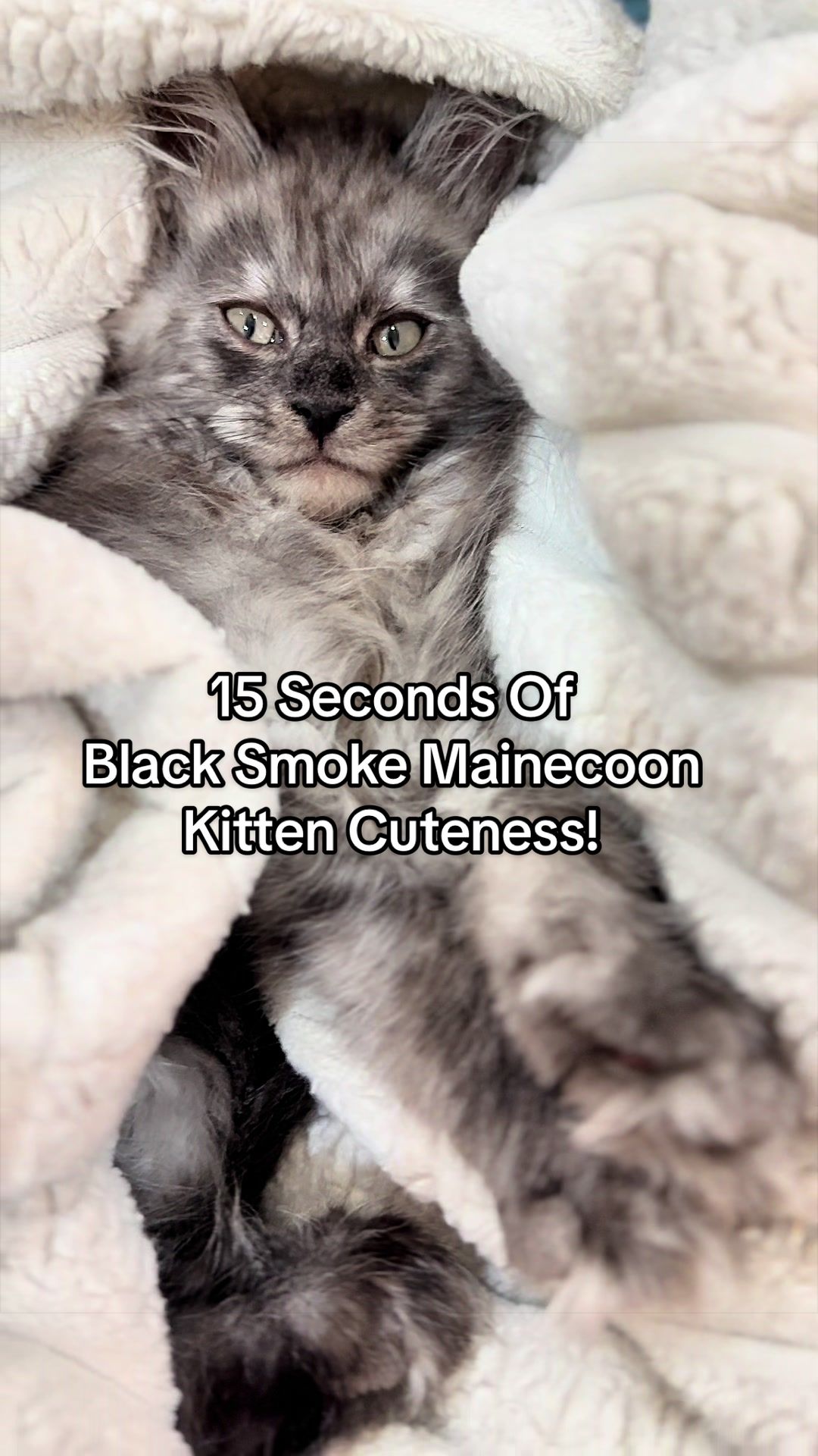 @AristoCoon Cattery