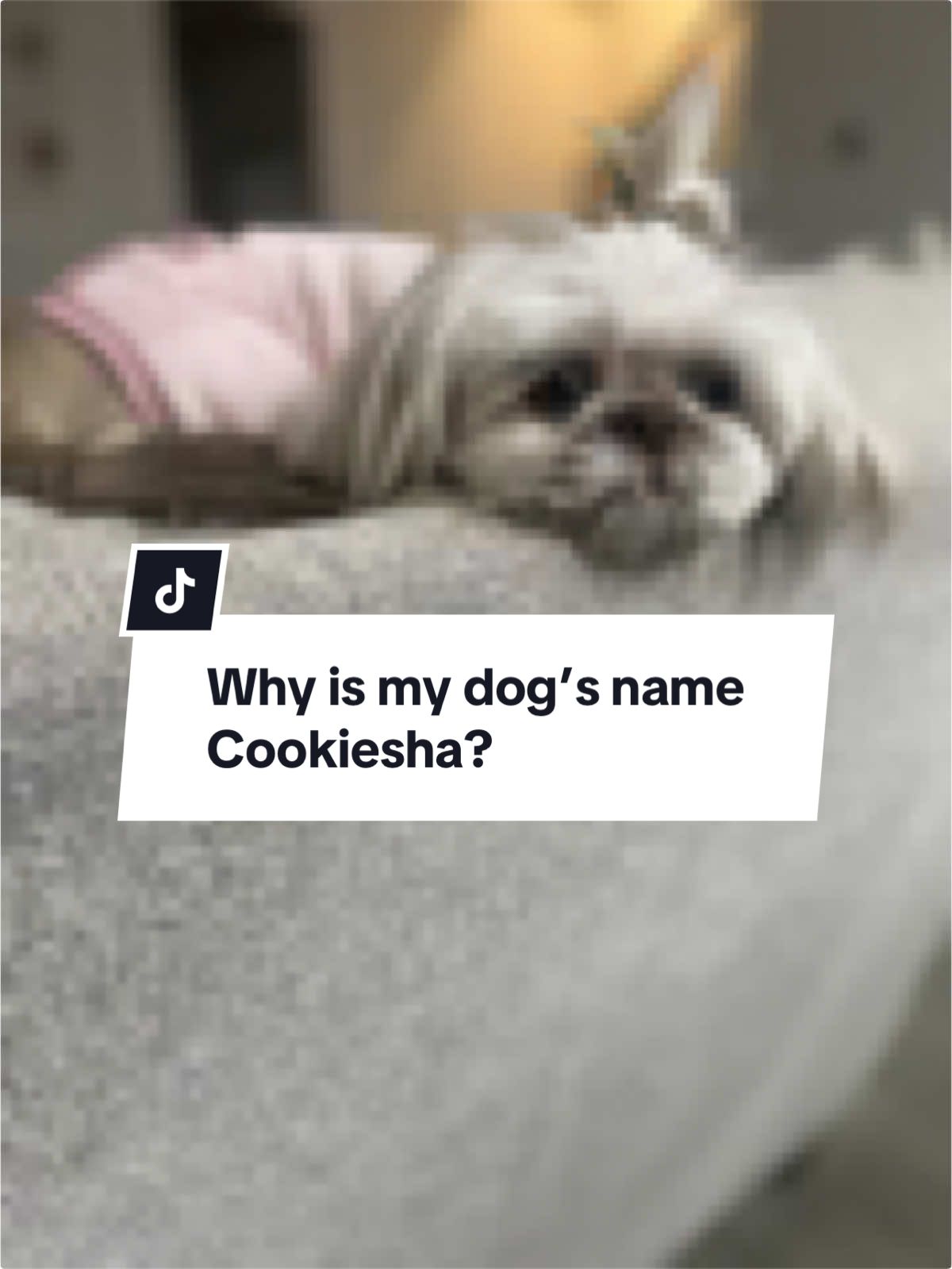 @nitaandcookiesha