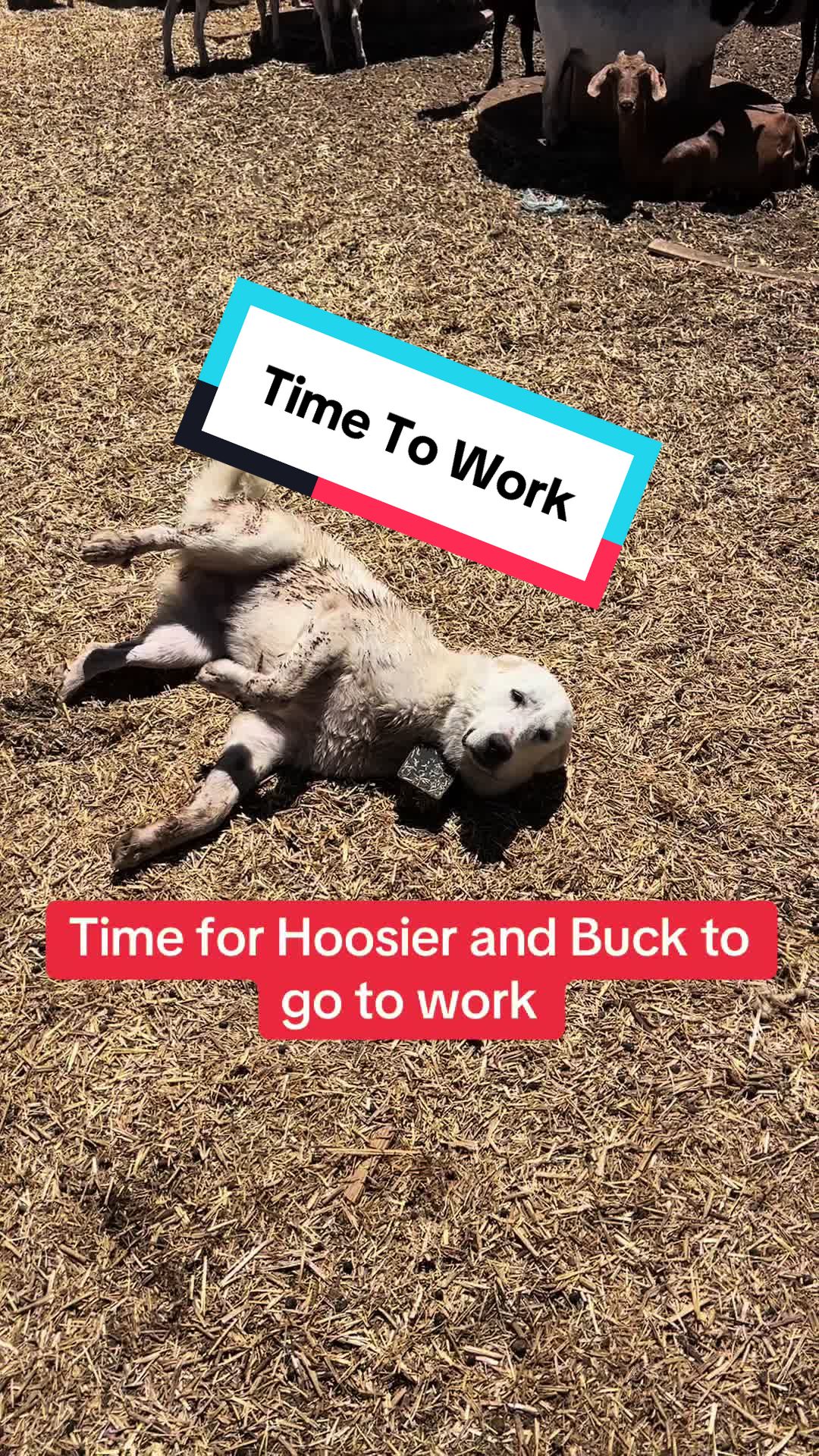 @cowboymax