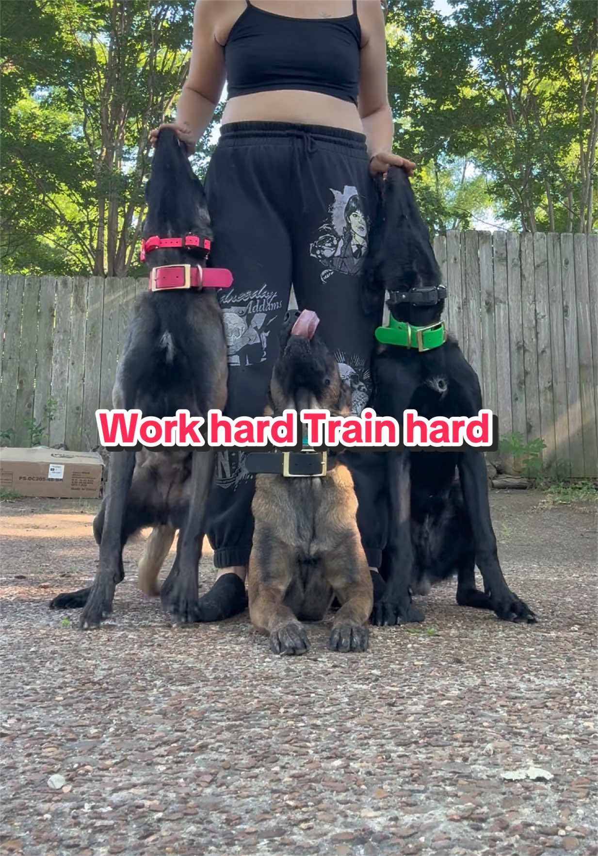 @CRZK9 Dog Training