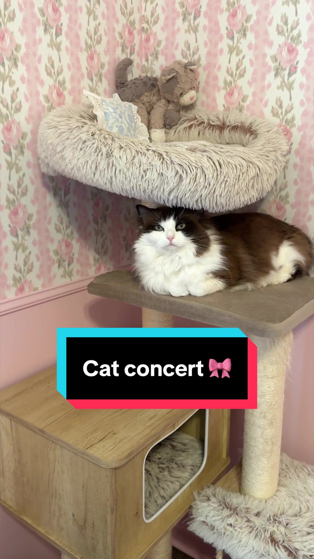@Meredith Ragdoll Cat