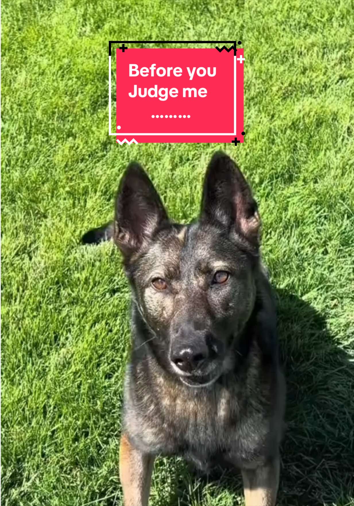 @K9 Dina