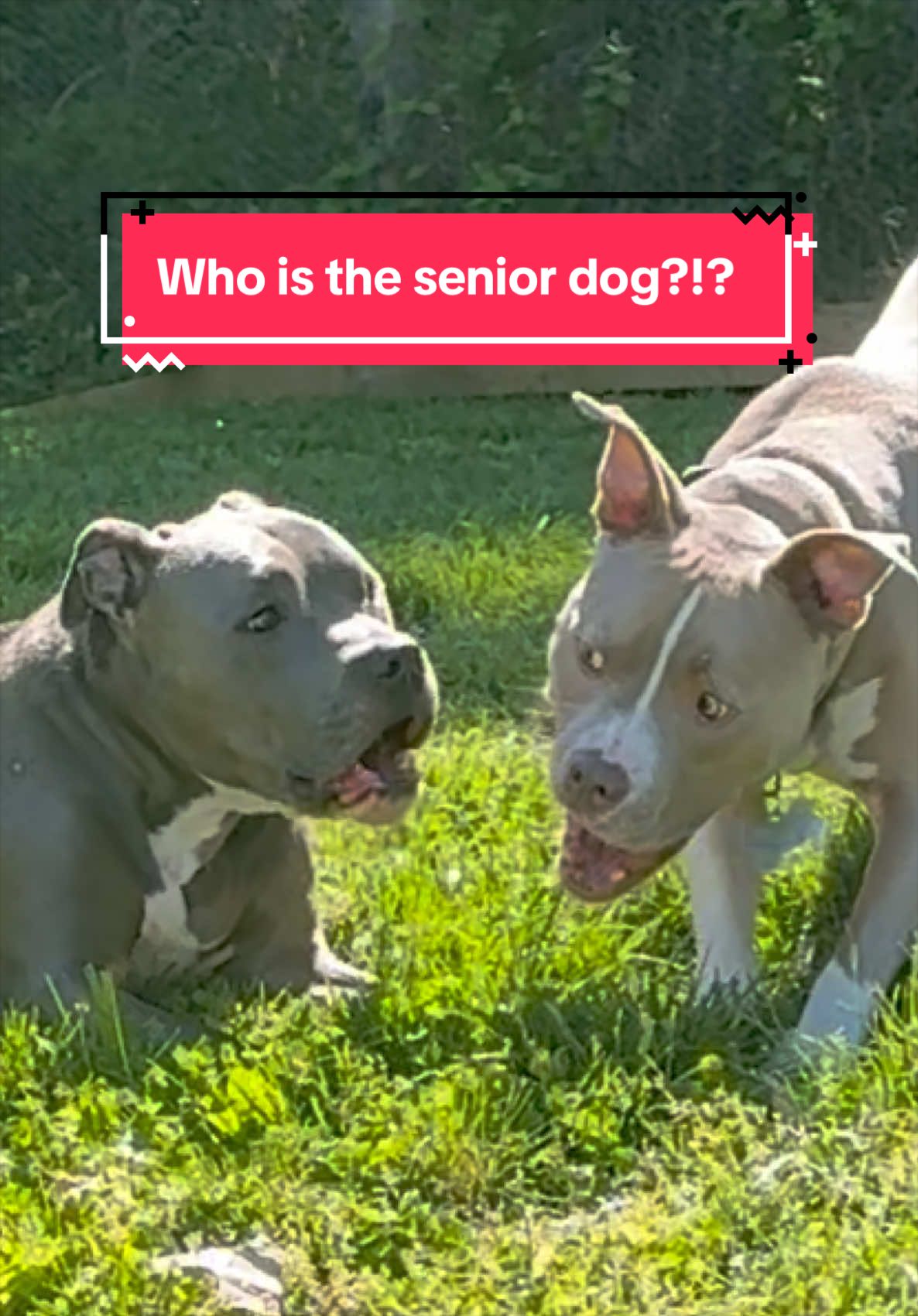 @Pittie Mom