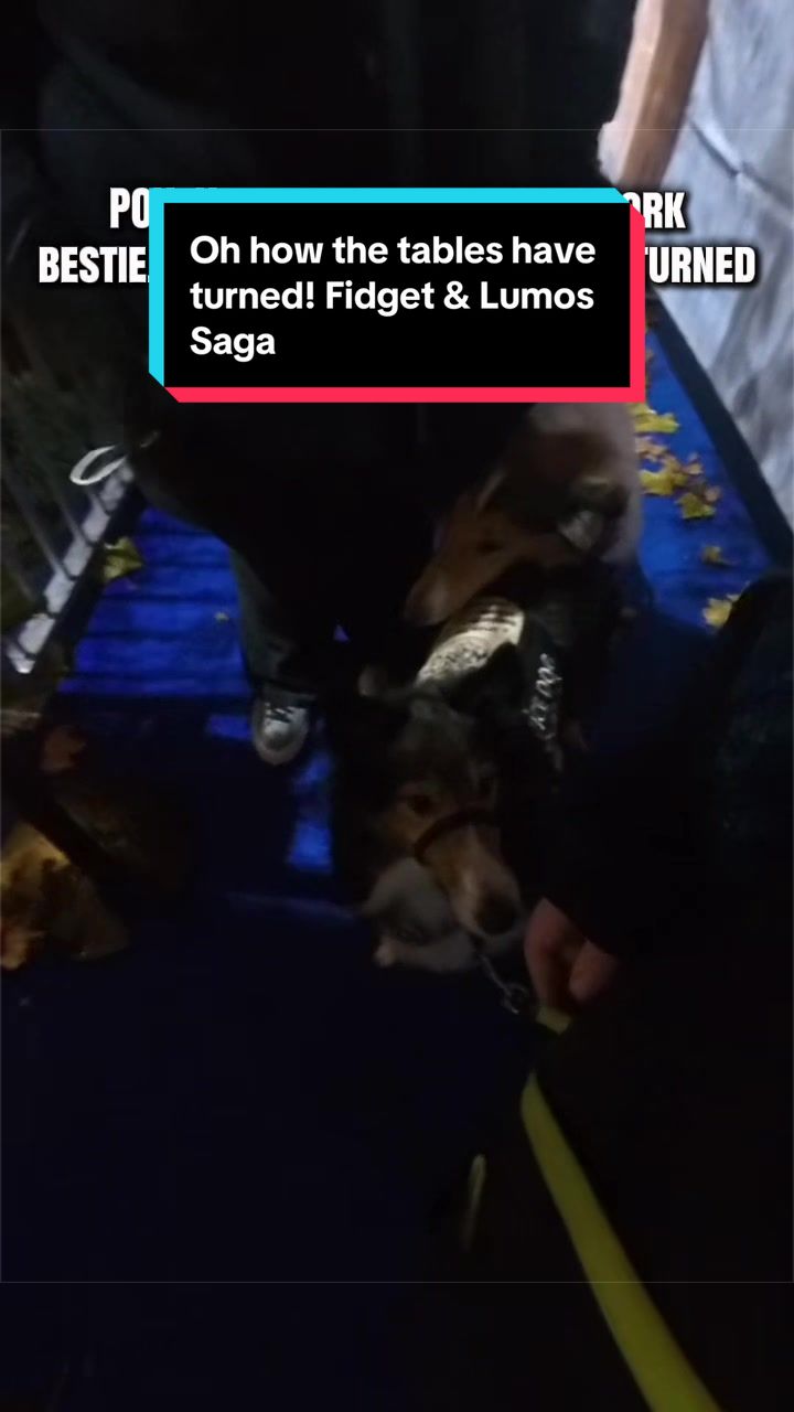 @Dakota & Pups