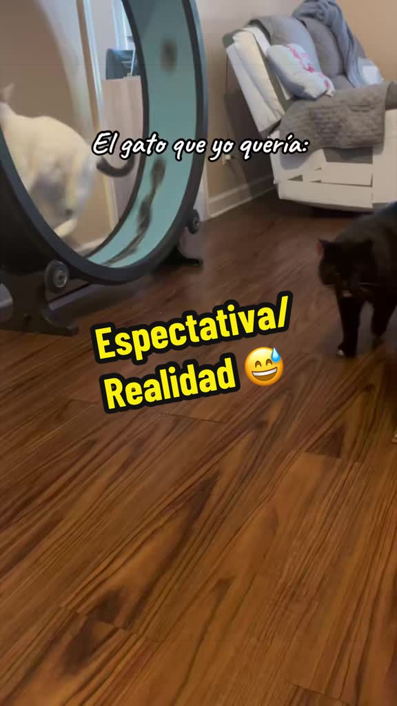 @🦖 MEOWassic World 🌎