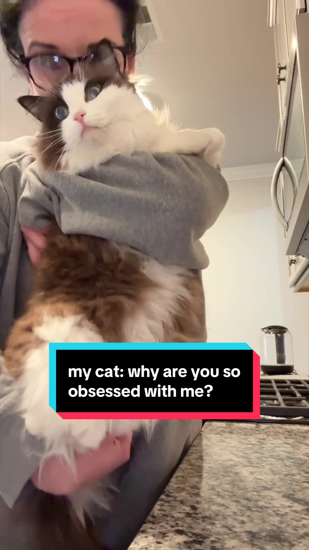 @Meredith Ragdoll Cat