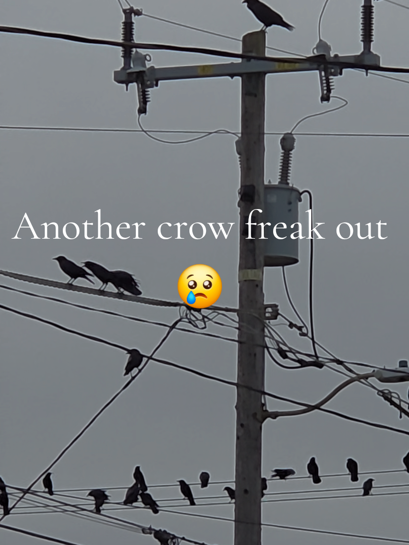@FeatheryFilms