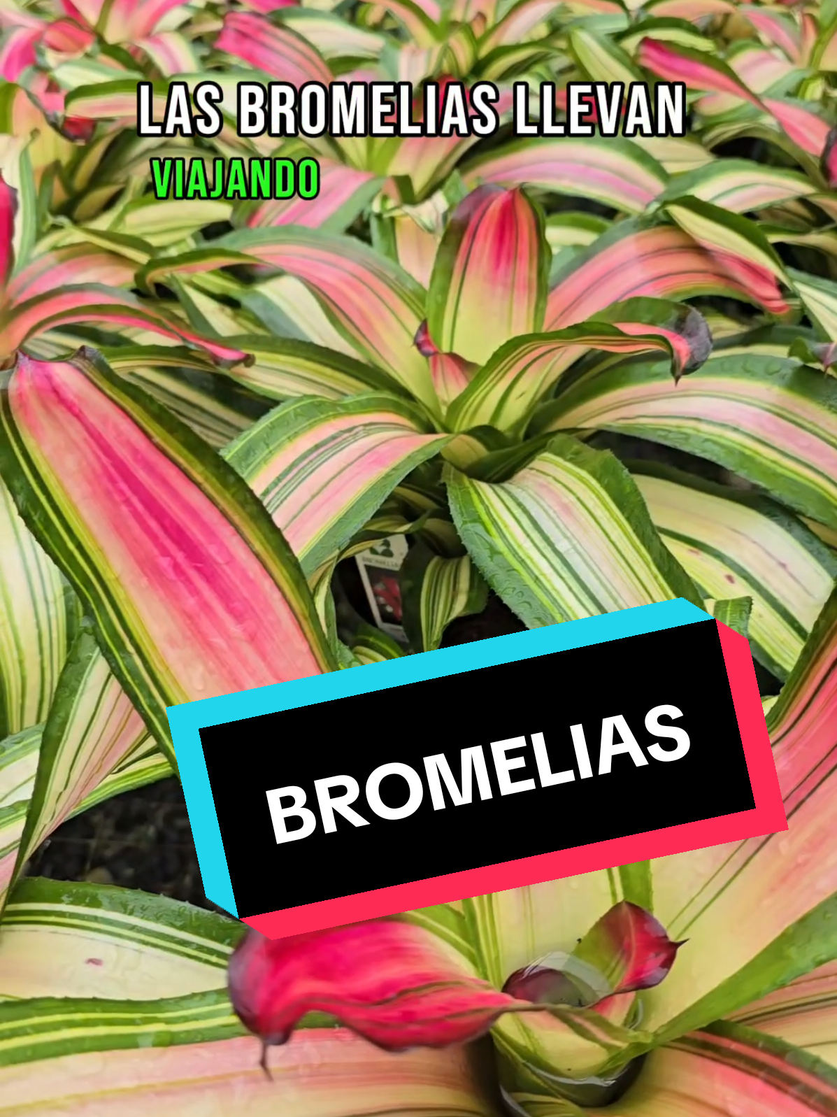 @oskimorales