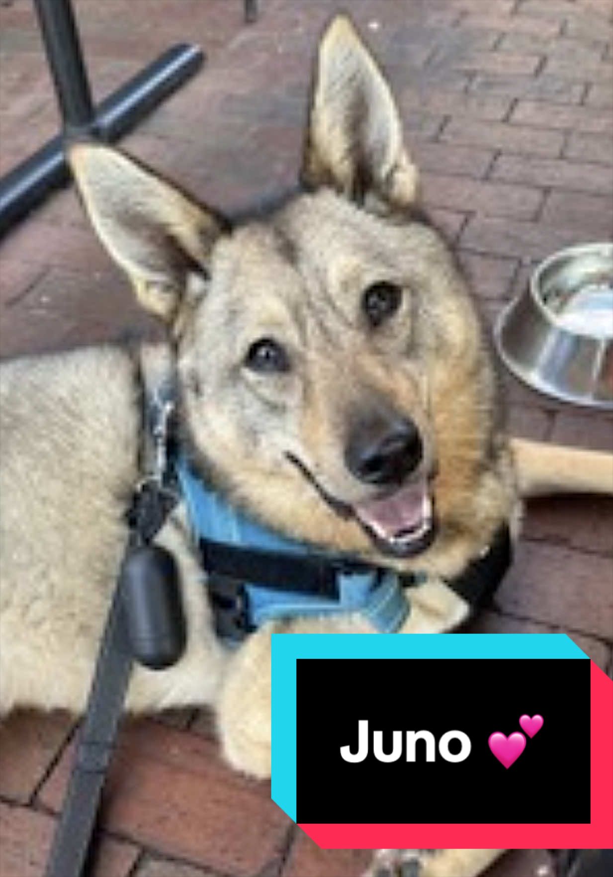 @Joyful Pets