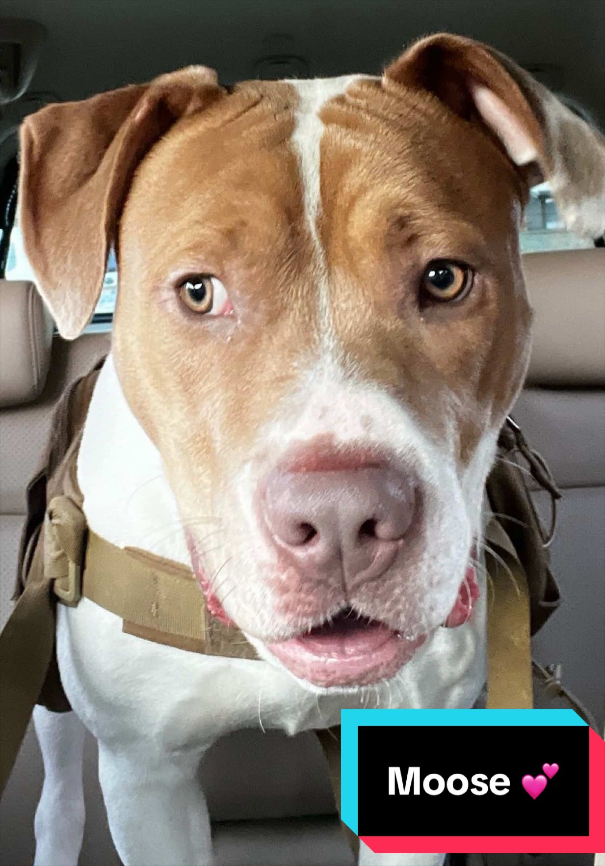 @Joyful Pets