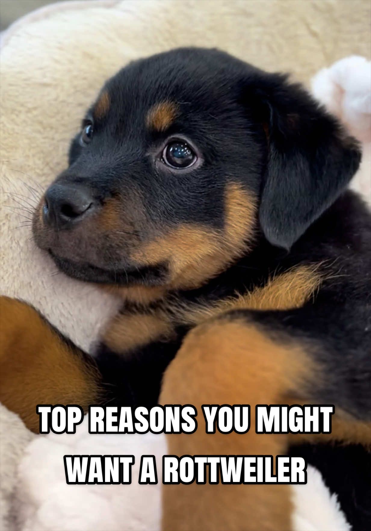 @Petland Oklahoma City