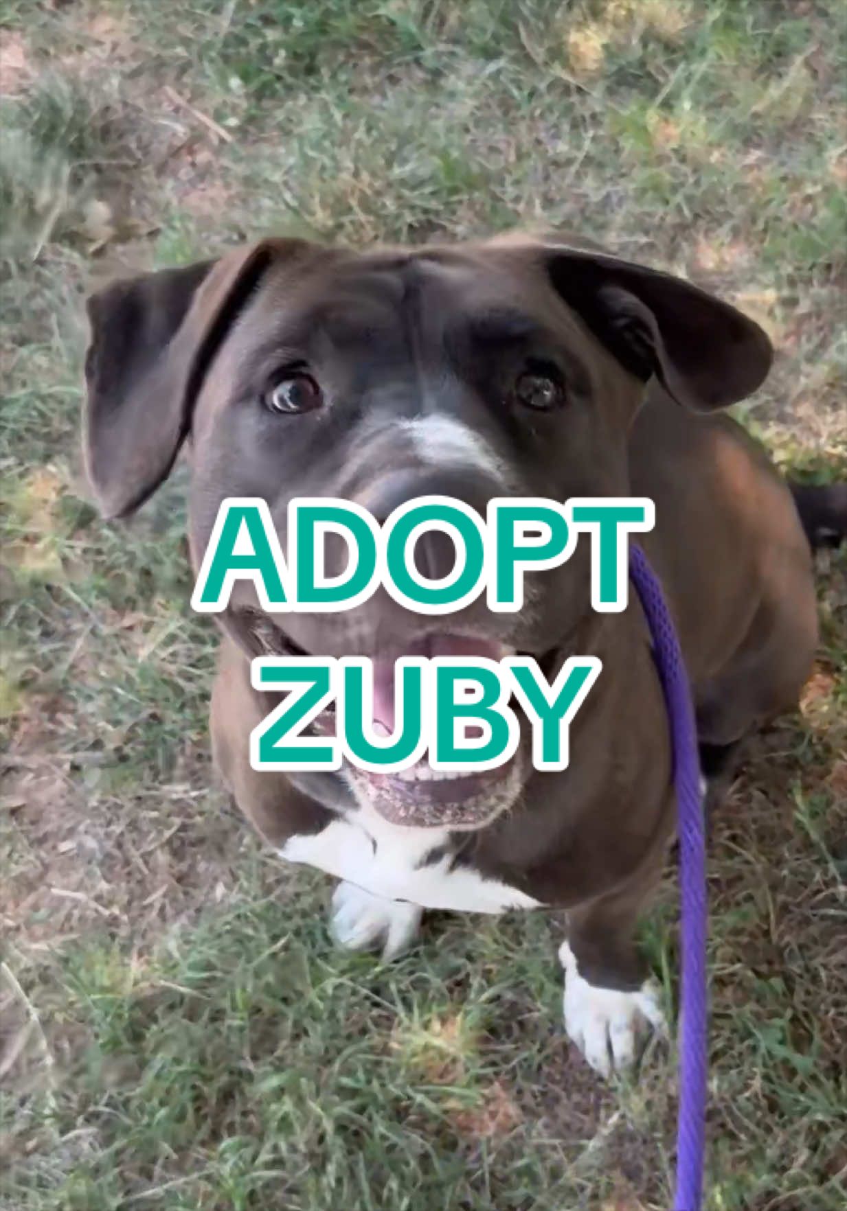 @Adopt a Pet