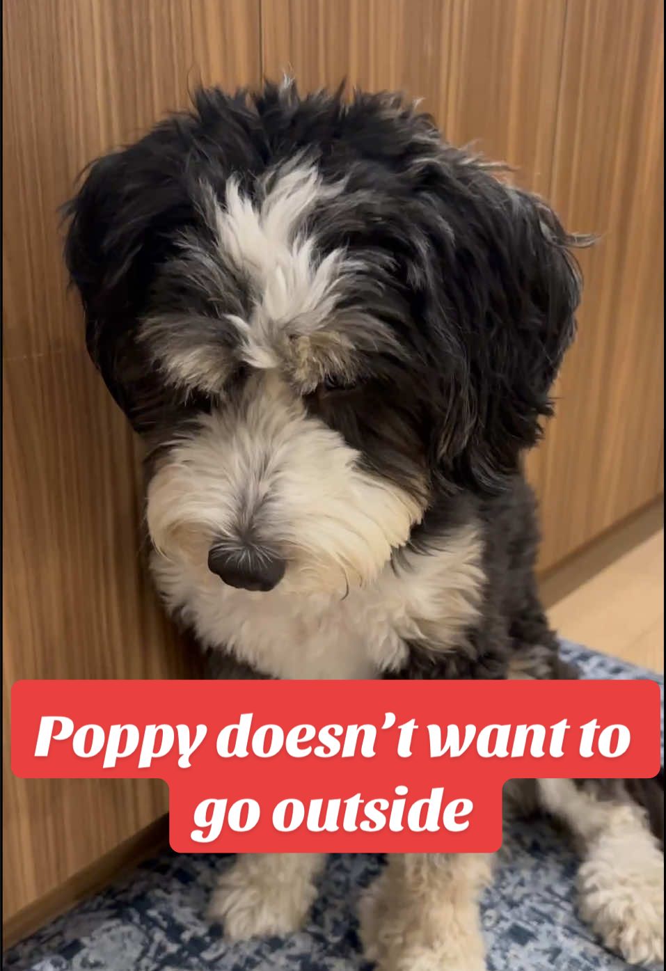 @PuppyPoppyfamily