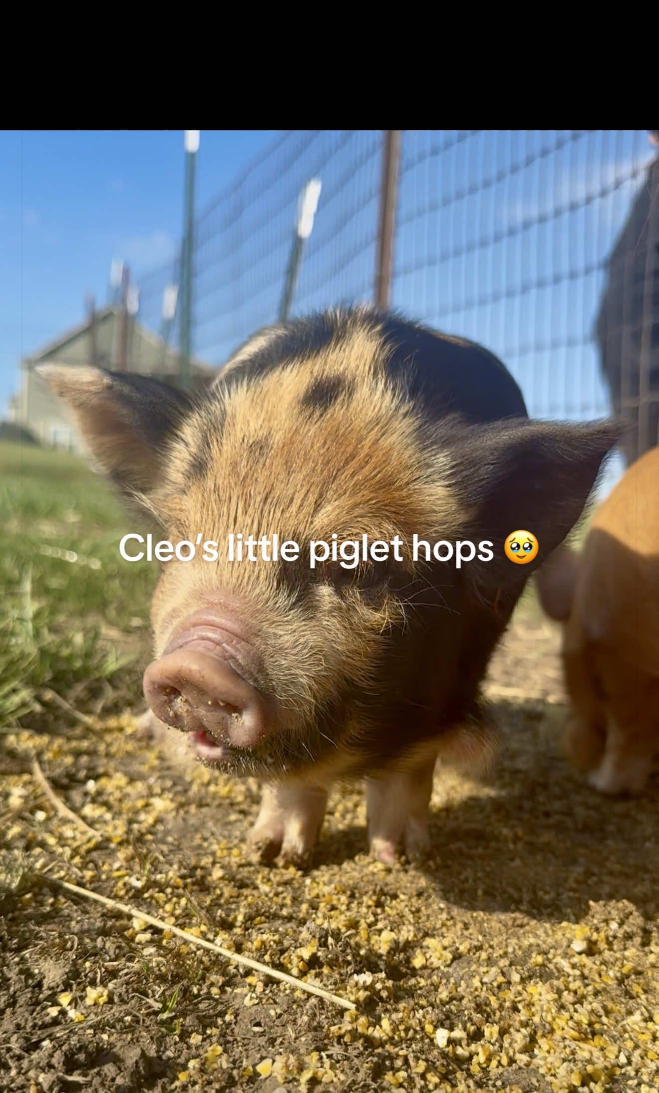 @prairiepiglets