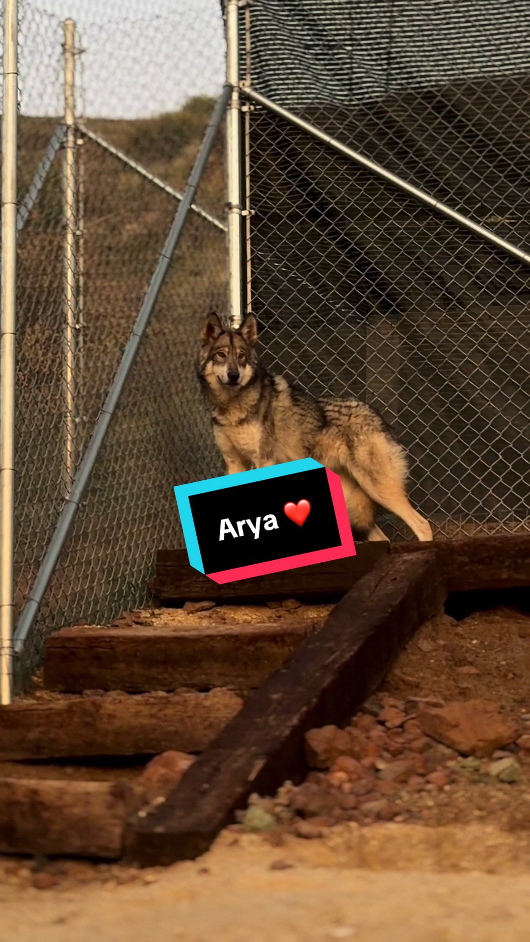 @ApexWolves