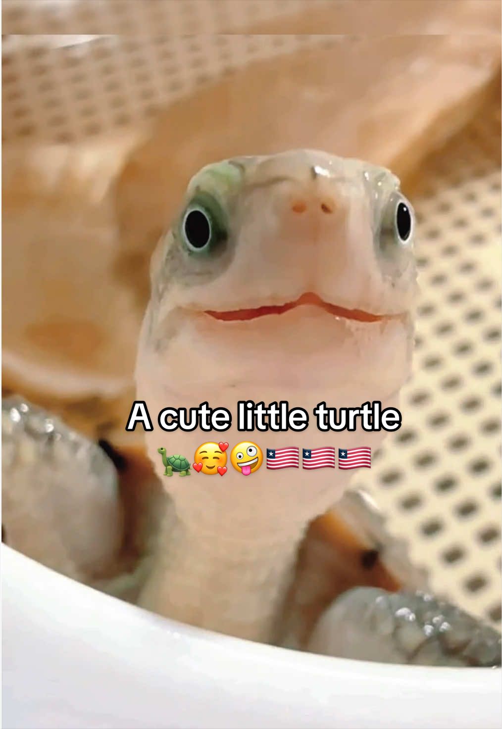 @Mr. Turtle