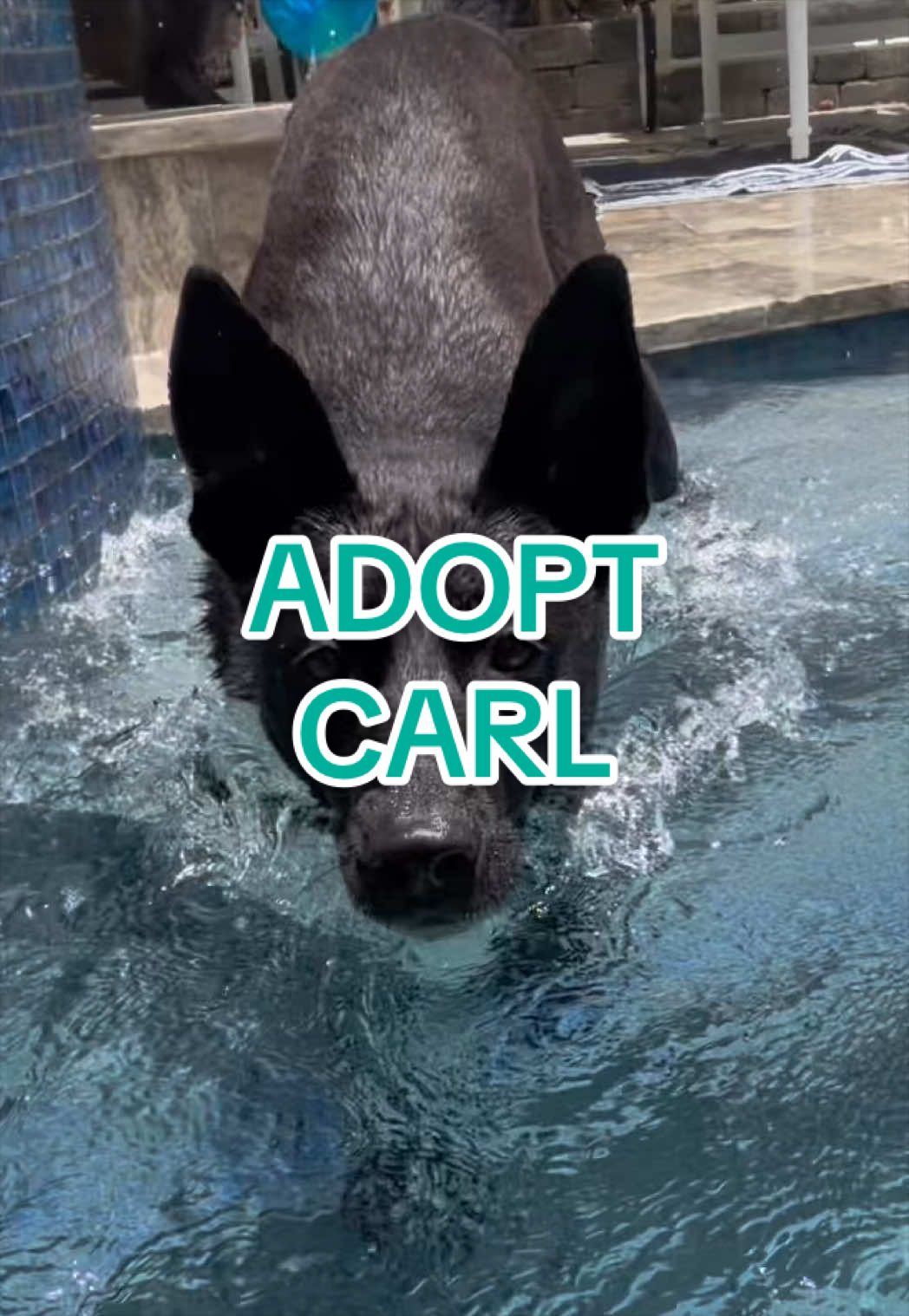 @Adopt a Pet