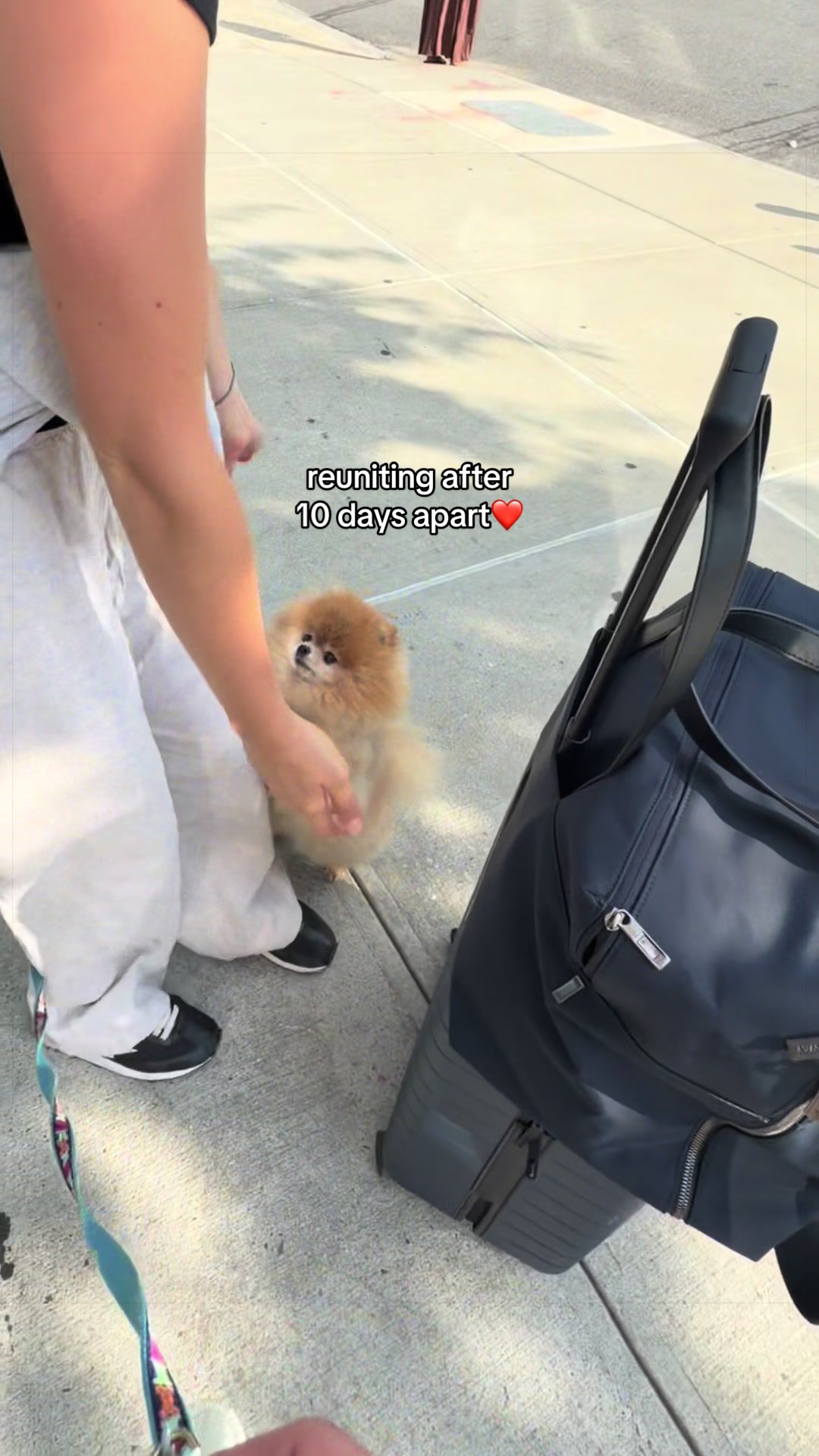 @Keanu the Pomeranian