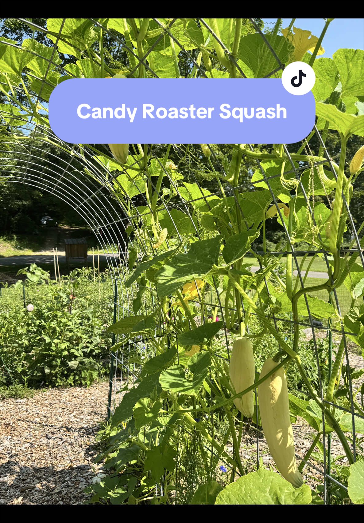 @Manica | zone 6a gardener