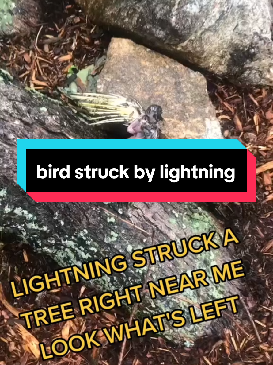 @SP_The_Ned_Master