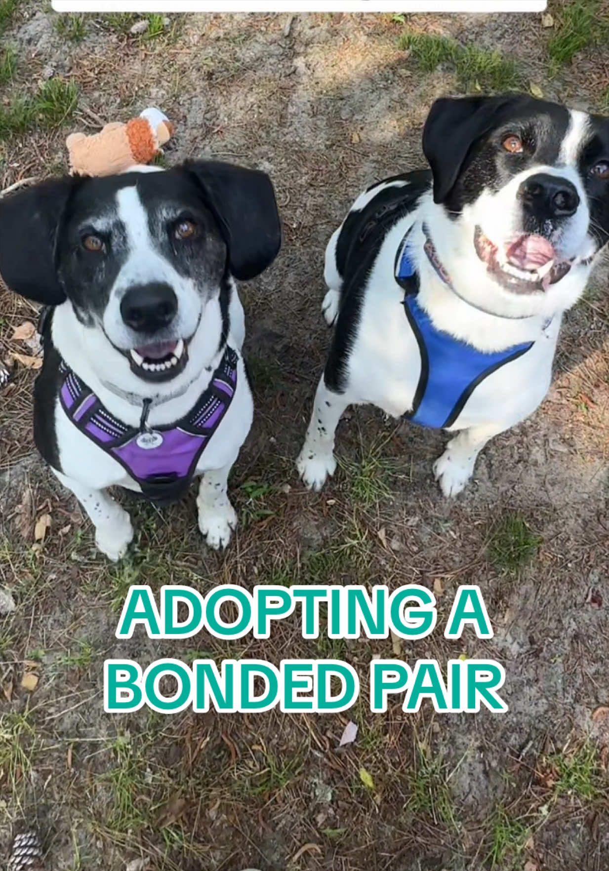 @Adopt a Pet