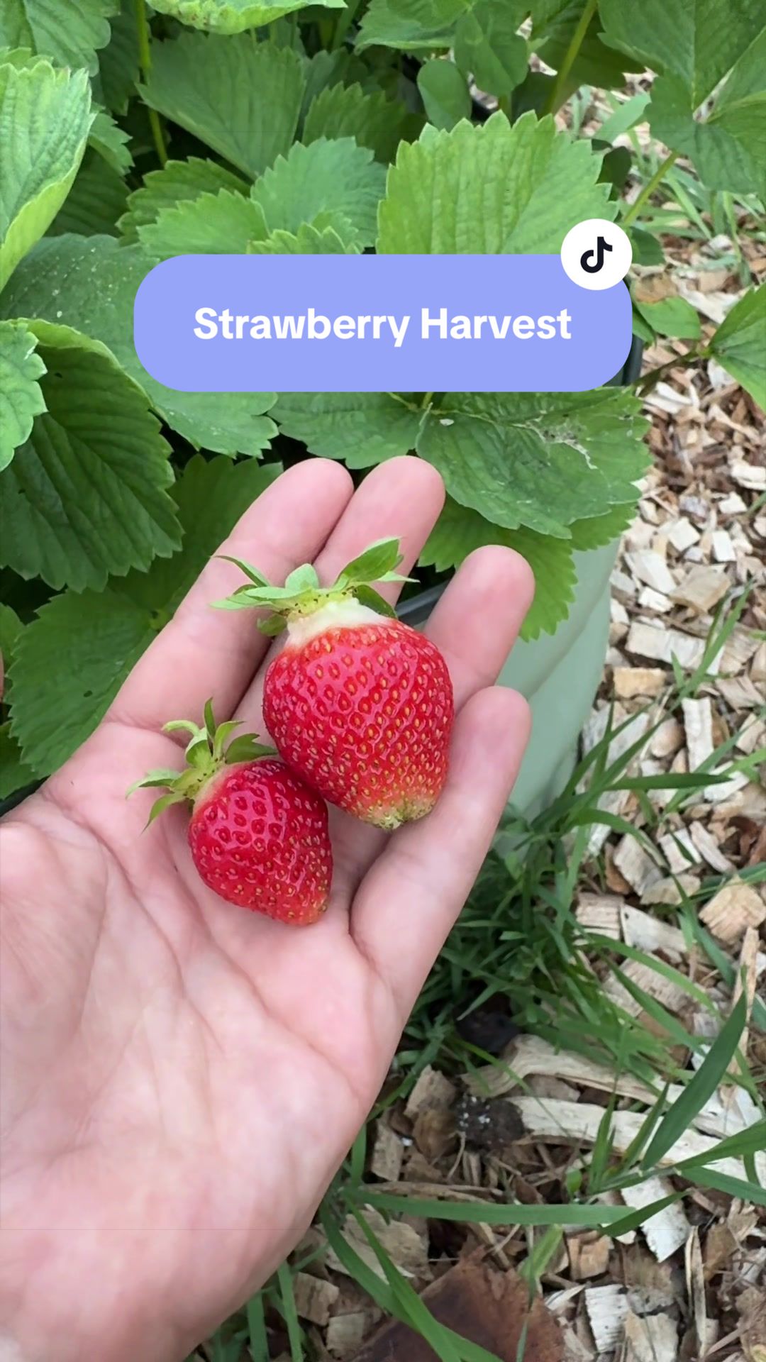 @Manica | zone 6a gardener