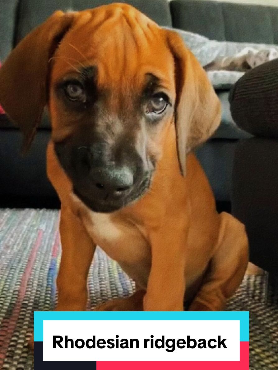 @petworld360