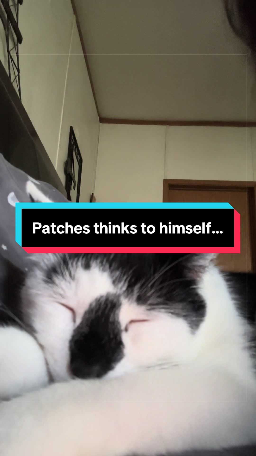 @catlover313official