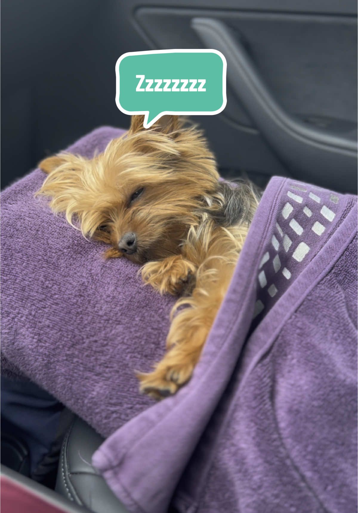 @YorkieKissKiss