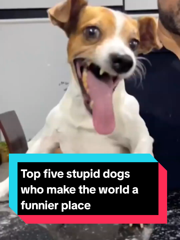 @The pet post