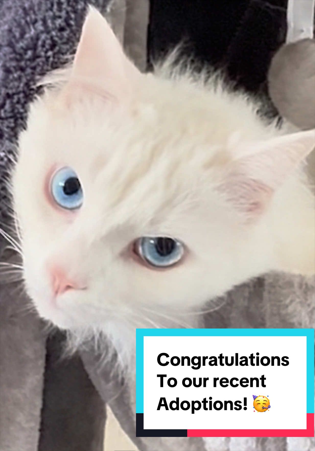 @Joyful Pets