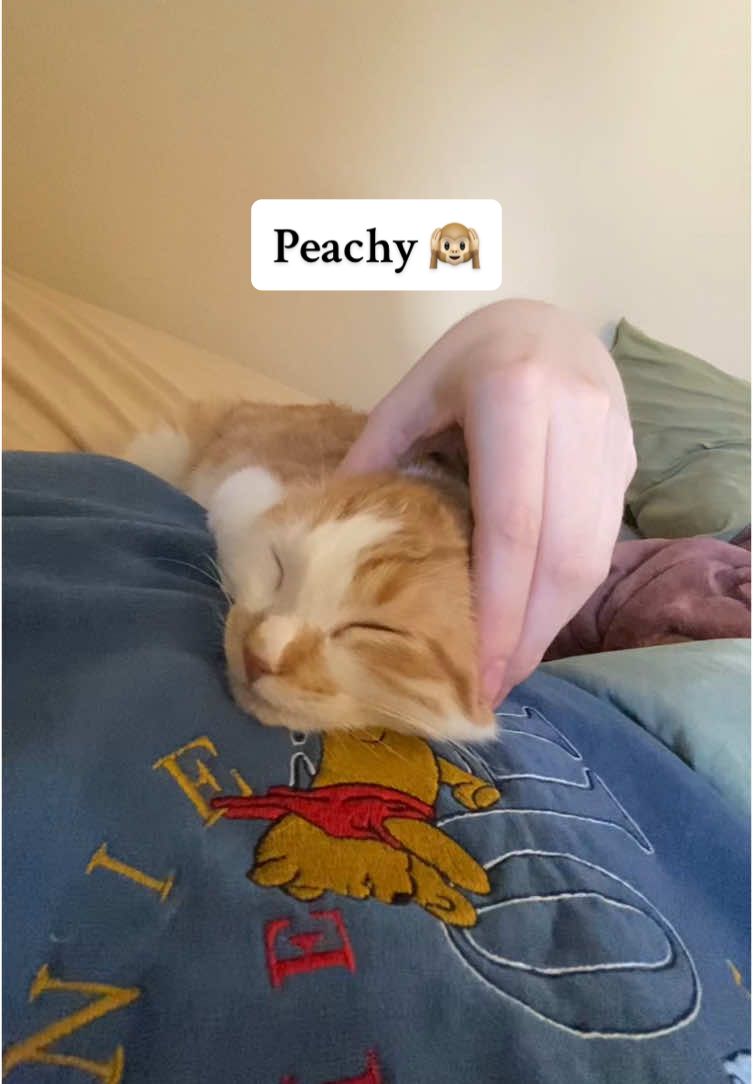 @Wheezy Peef