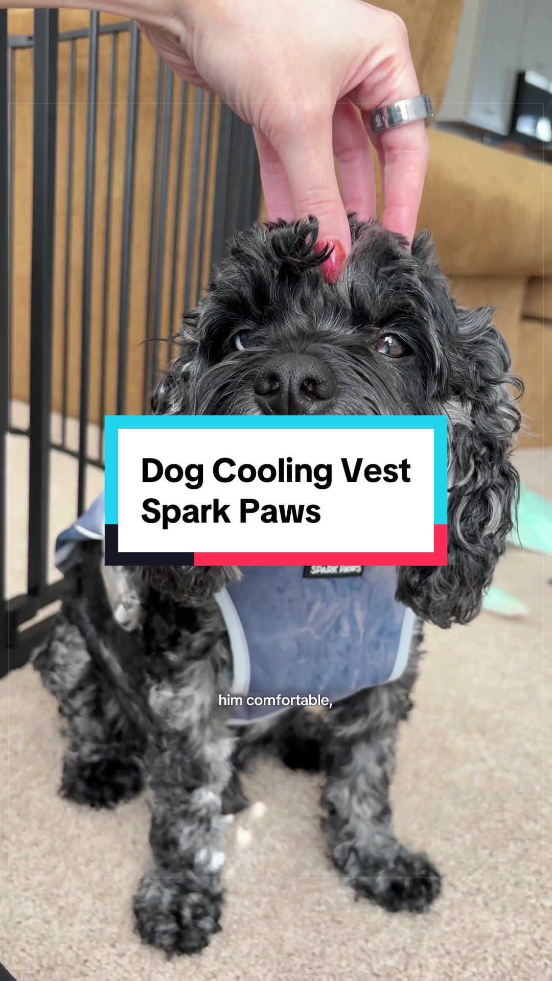 @Archie The Bernedoodle
