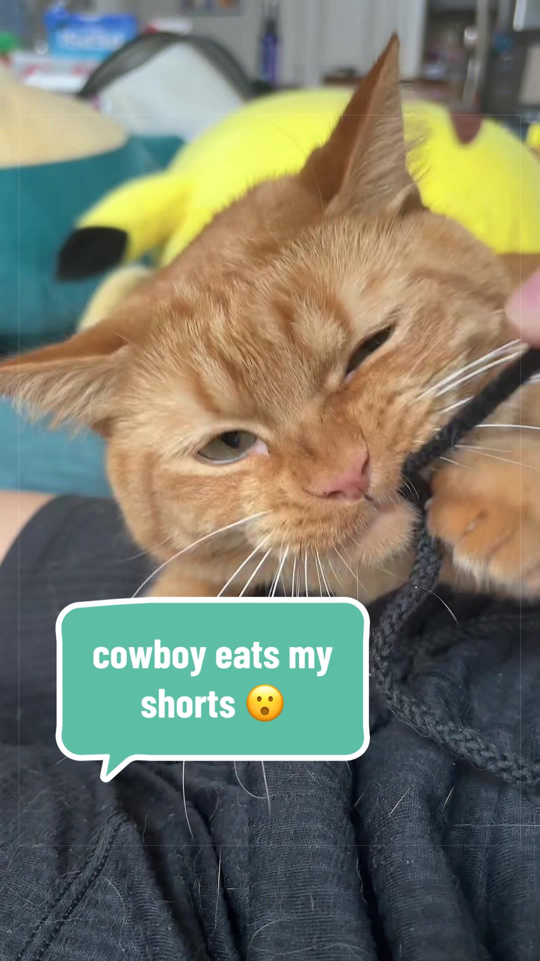 @cowboycatdad