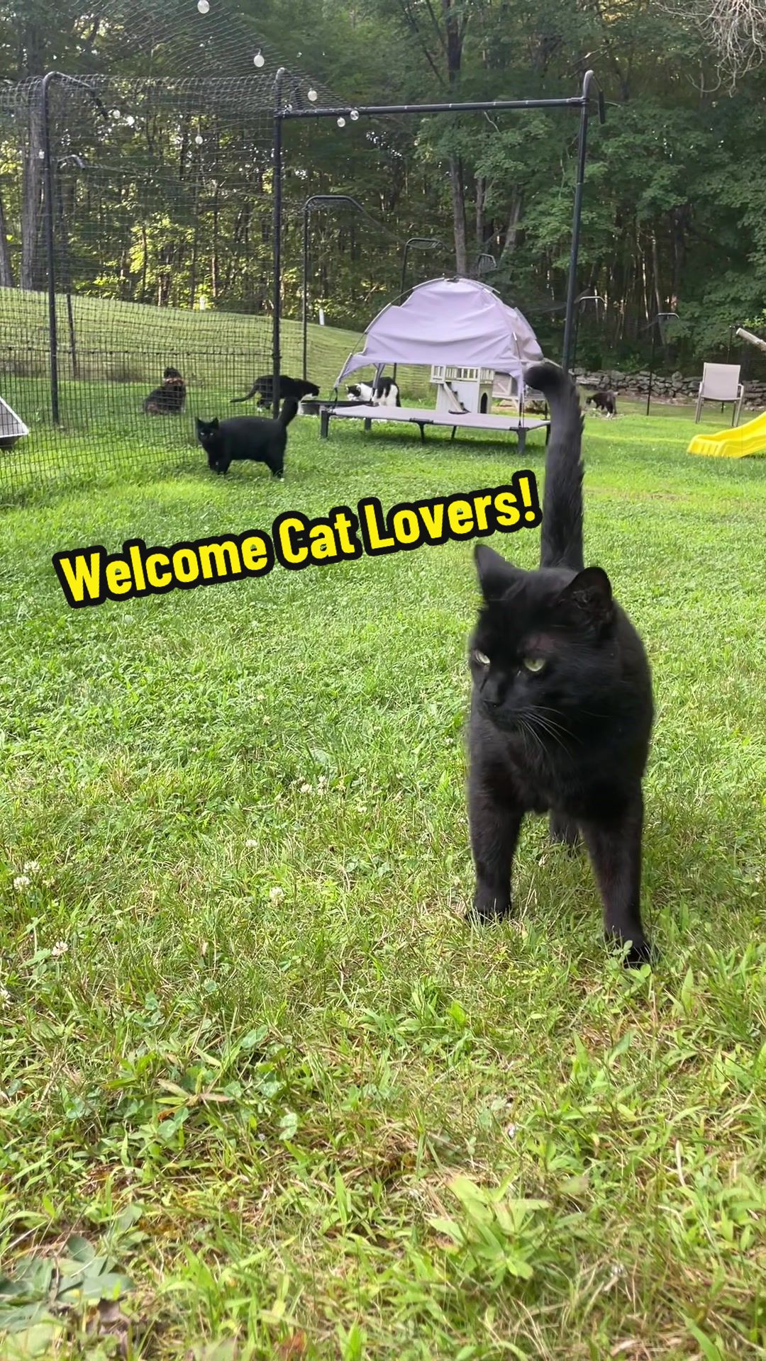 @Are We Home Yet? Cat Sanctuary
