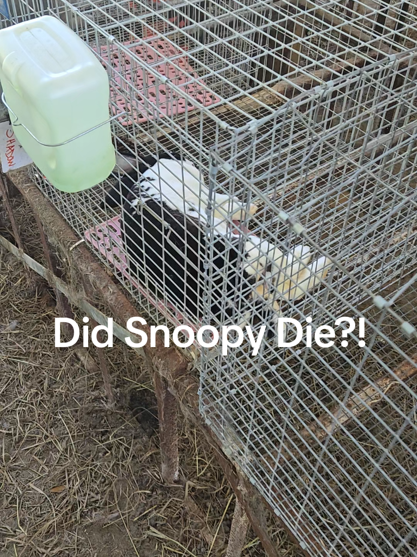 @Hidden Home Rabbitry