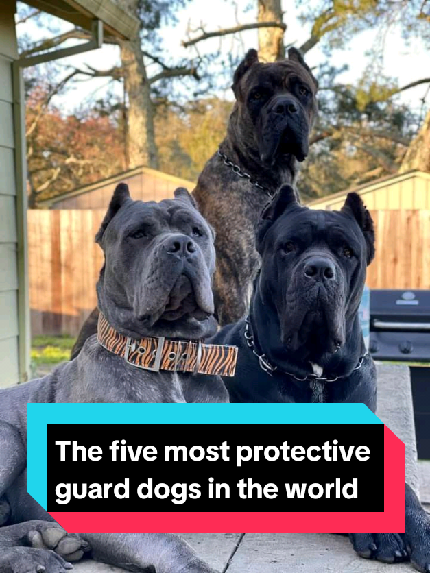 @The pet post