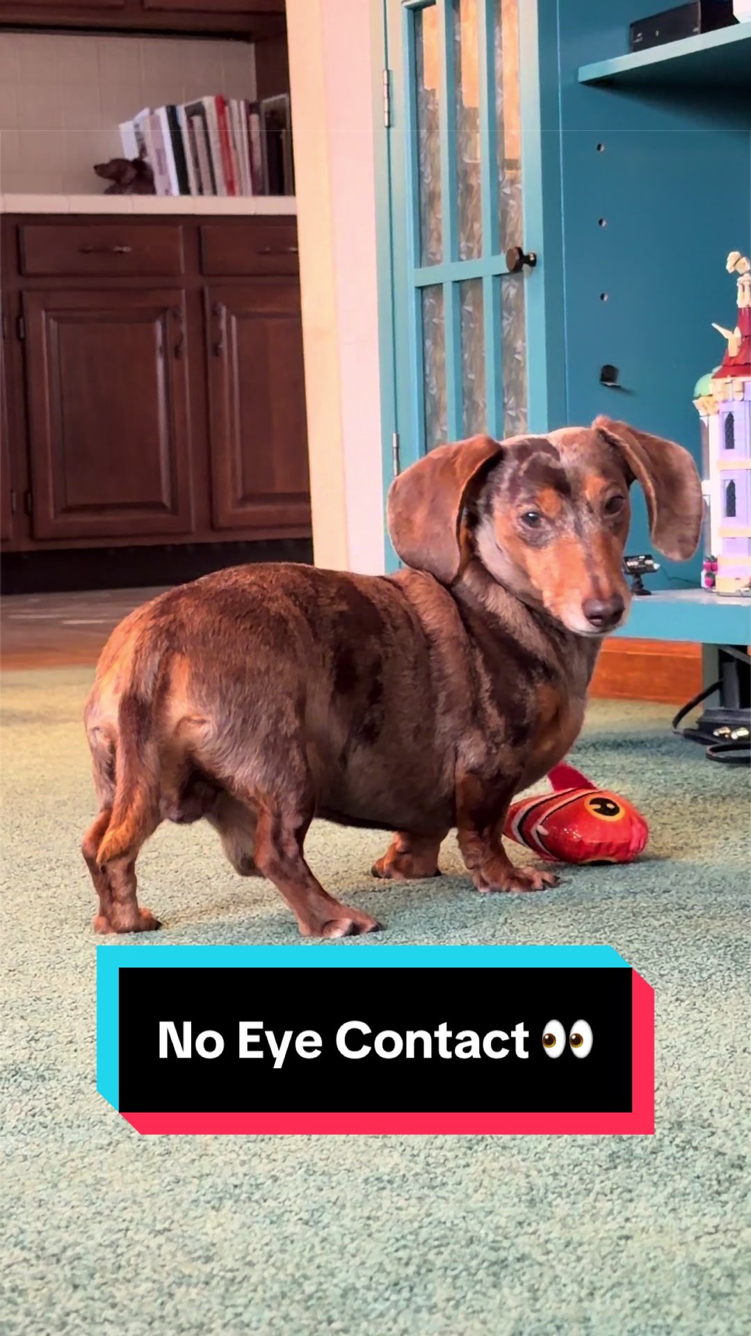 @NormanTheWienerDog