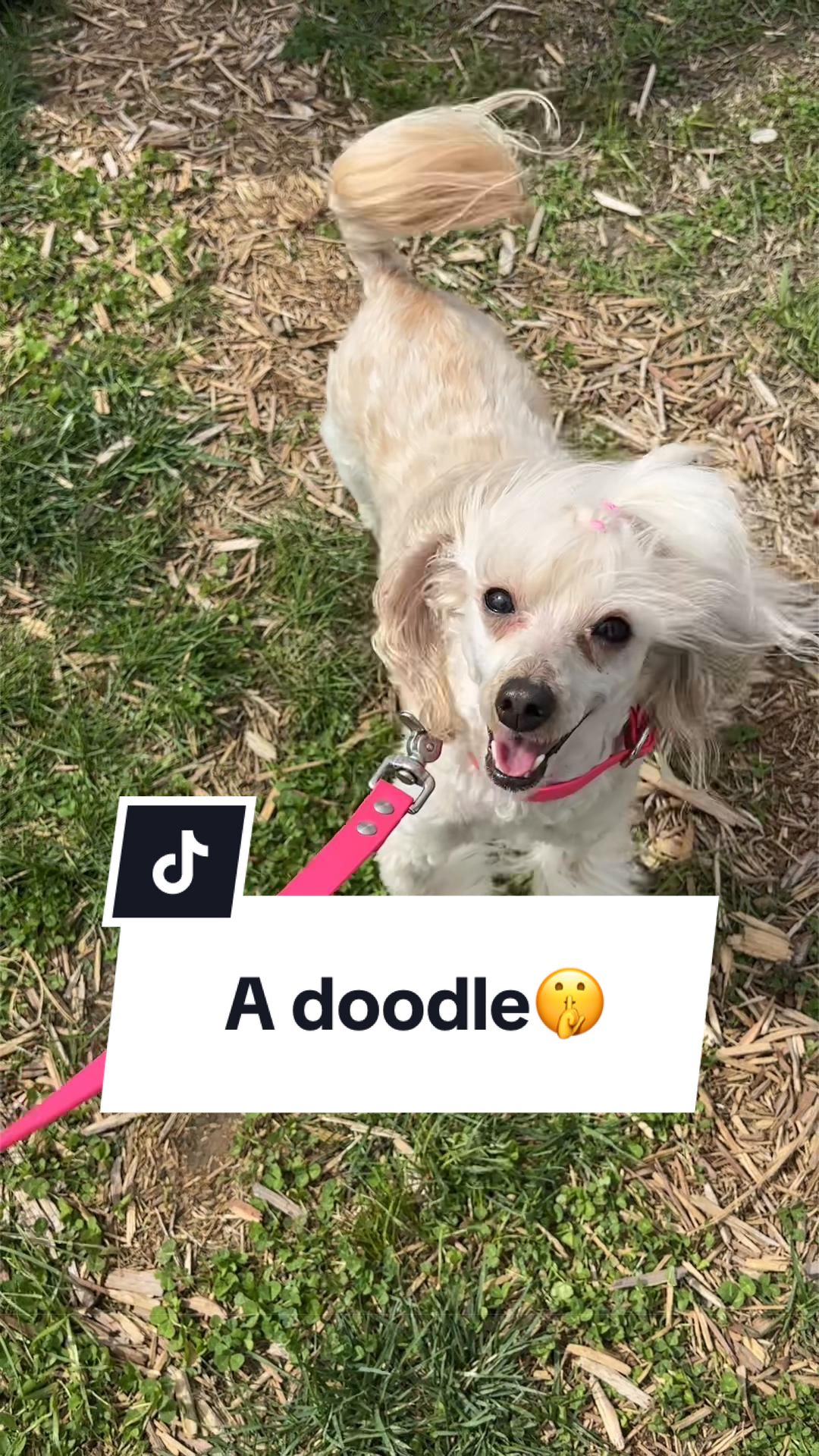 @Maddie, Jovie & Nessie🤍🤎🐩
