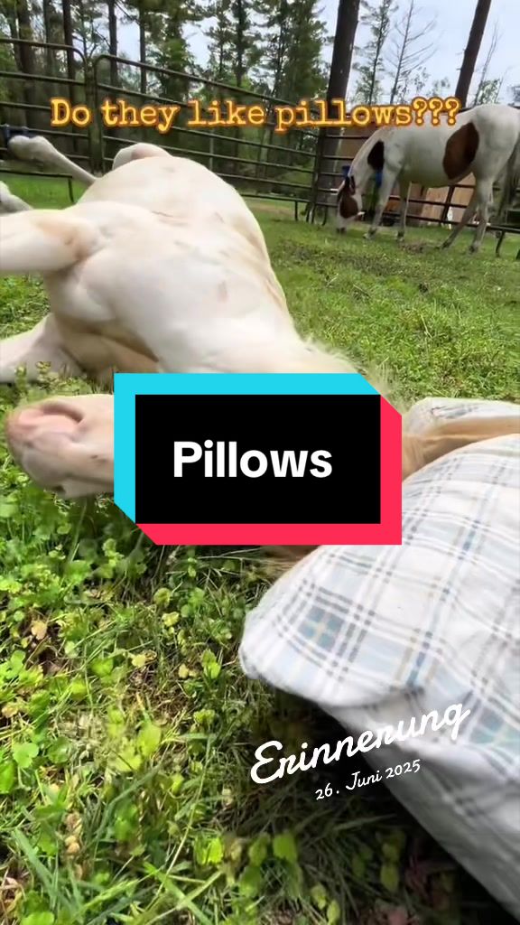 @Sandra&rsquo;s pale herd 🐴