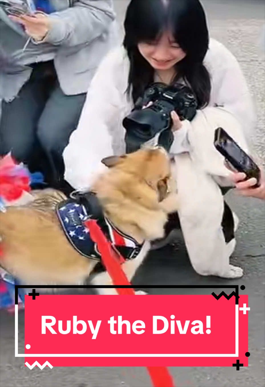 @Ruby the Pomsky