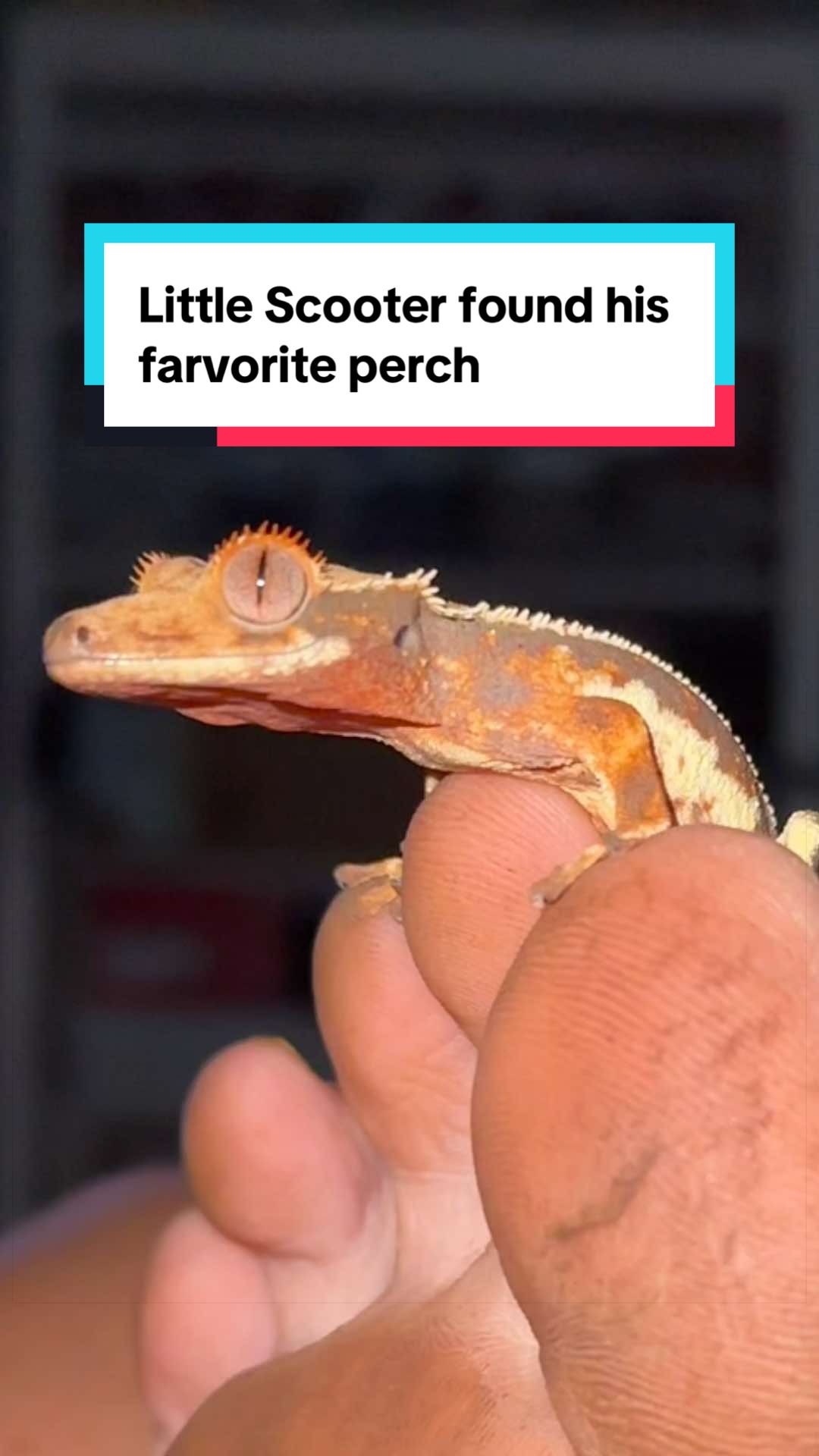 @ᏫᏫᏥᎯᎥᎽᎯᏲ
